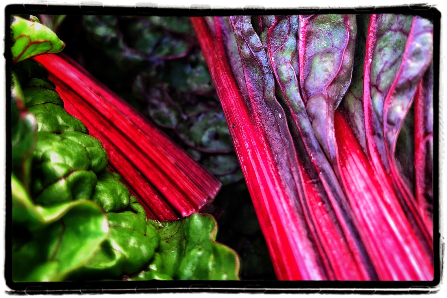 Farmers Market Produce
